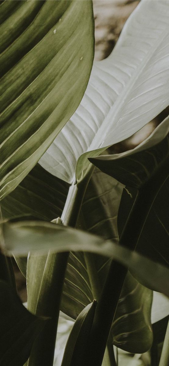 Resetea tu vida | Recupera tu energía y para el estrés